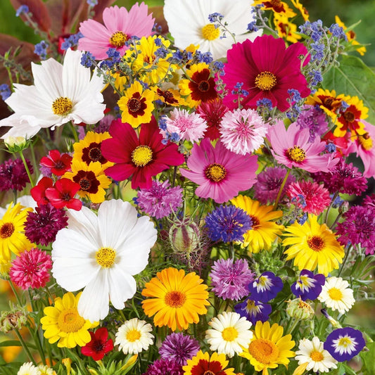 45 Variety Of Flower Seeds (Pack of 100)